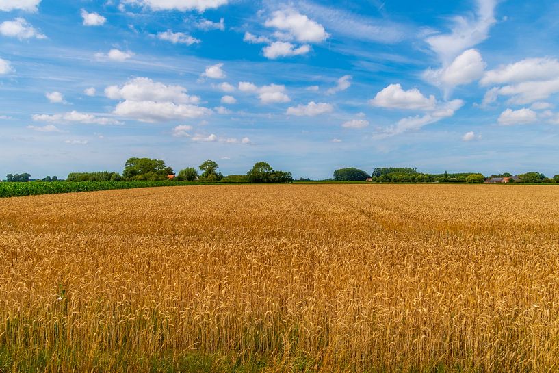 Getreidefeld im Vollsommer von Bart Poelaert