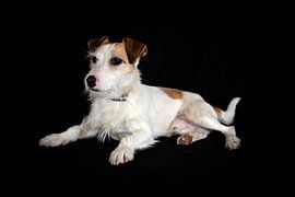 Ein Jack Russel Terrier von Roland Brack