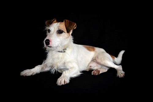 Ein Jack Russel Terrier von Roland Brack
