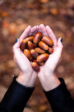 Autumn Acorns by Jim Plaum
