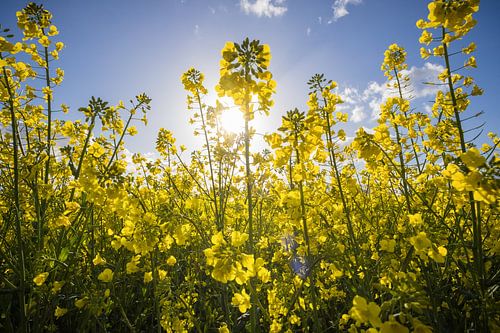 Rapeseed flower by Beate Zoellner