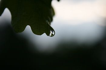 RainDrop