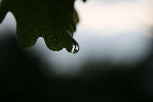 RainDrop by Nils Dekker