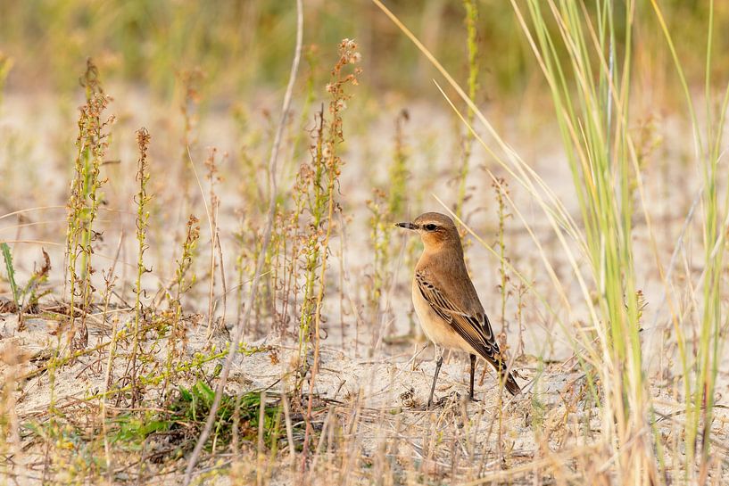 Steinschmätzer (Oenanthe oenanthe) von Dirk Rüter