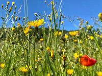 bloemenweide