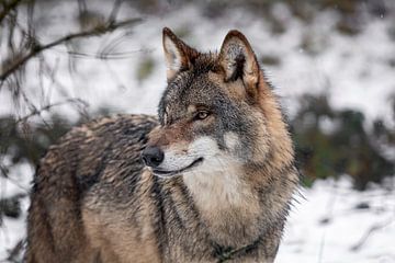 european grey wolf