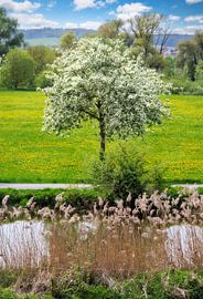 Landscape in spring with a blossoming tree by ManfredFotos