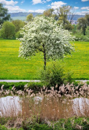 Paysage au printemps avec un arbre en fleurs