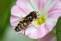Syrphe à croissant jaune sur une épervière rose