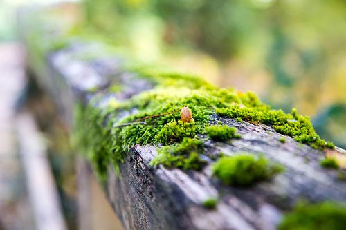 Minimalistisch blaadje