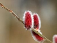 Patte rouge