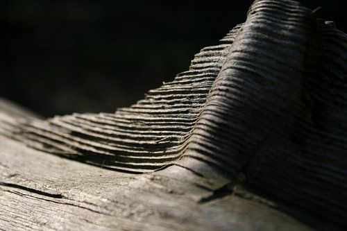 Wood by Nils Dekker