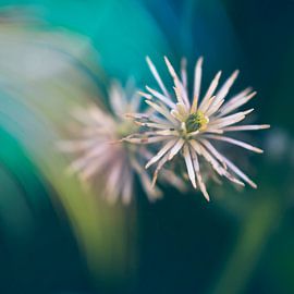 Fleurs sauvages sur Danny van den Berg