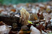 Korallenpilz
