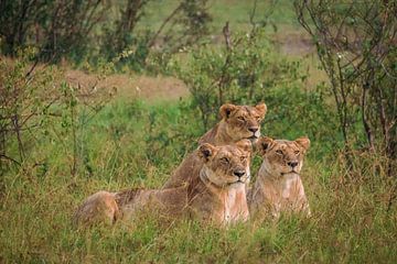 Drie leeuwinnen in het gras van Simone Janssen