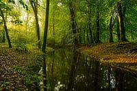 Creek in a Beech tree forest during early autumn