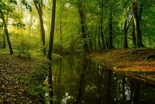 Ruisseau dans une forêt de hêtres au début de l'automne