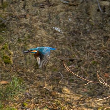flying kingfisher