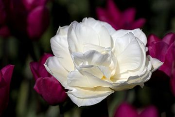 eine weiße Tulpe in einem lila Tulpenfeld von W J Kok