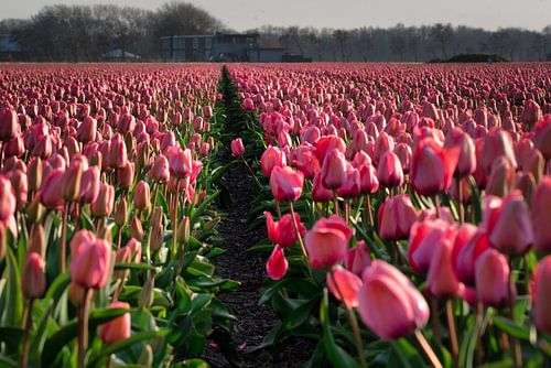 Champ de tulipes roses dans le jardin