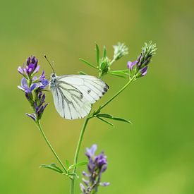 Green Veined White Butterfly van Ioana Hraball