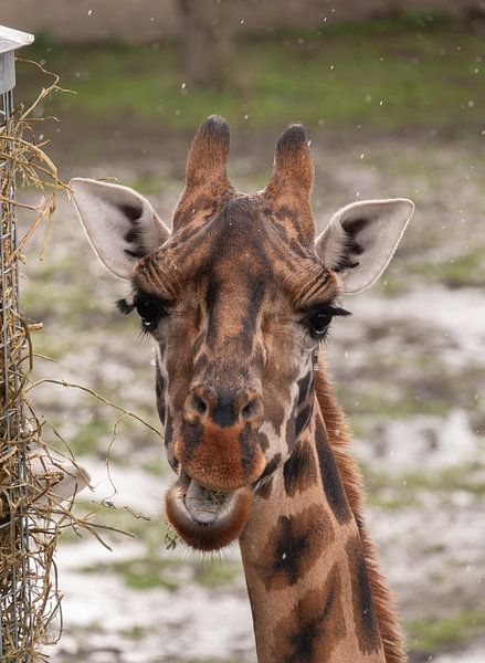 Porträt einer Giraffe von Miranda Wijngaard