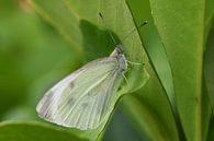 Vlinder Witje op groene struik van SchoutenFoto thumbnail