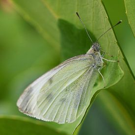 Vlinder Witje op groene struik van SchoutenFoto