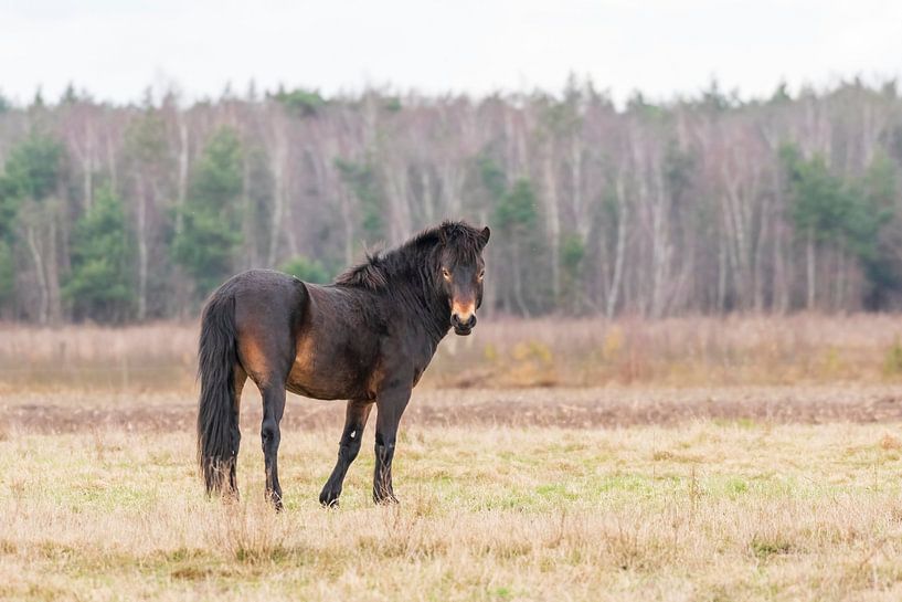 Exmoor Pony in de Maashorst van Merijn Loch