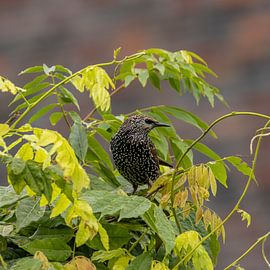 Starling by Cees van der Linden