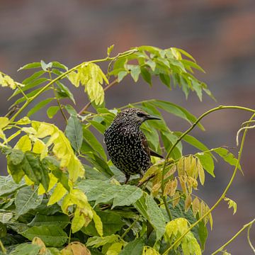 Starling