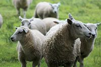 Schapen