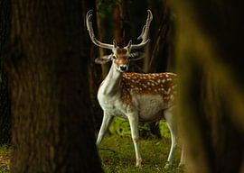 möchte mit Keil Keiler hirschen von Hartsema fotografie