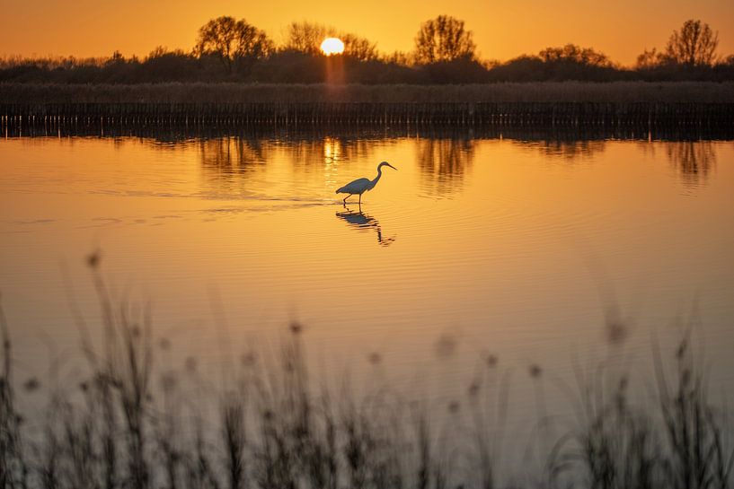 the fishing silver rider by anne droogsma