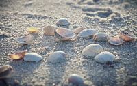 seashells