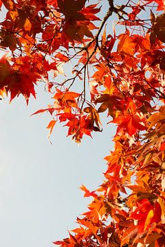 Esdoorn in herfstkleuren 6910082140 fotograaf Fred Roest van Fred Roest
