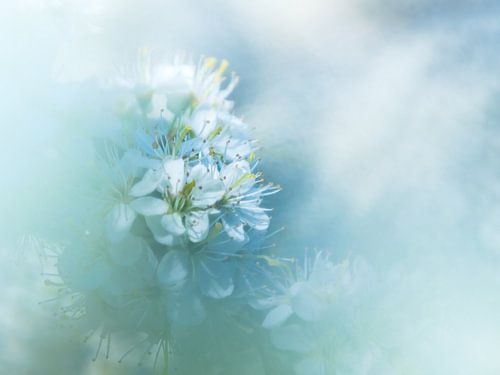 Spring in the air  - Apple blossom, Zeeland by Bas Meelker