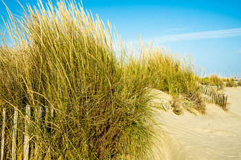 Dunes de sable et herbe des dunes