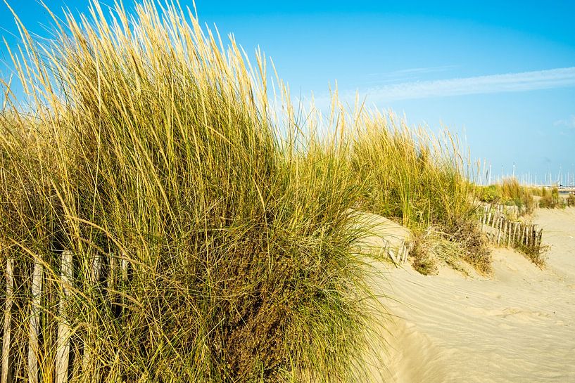 Sand dunes and dune grass by Dieter Walther