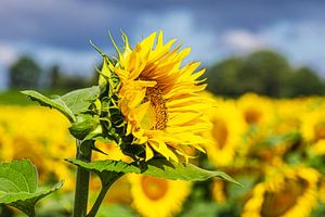 Sonnenblumenfeld zwischen Stäbelow und Clausdorf bei Rostock