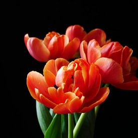 Bunch of tulips against black background by Birdy May