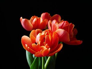 Tulpenstrauss auf schwarzem Hintergrund