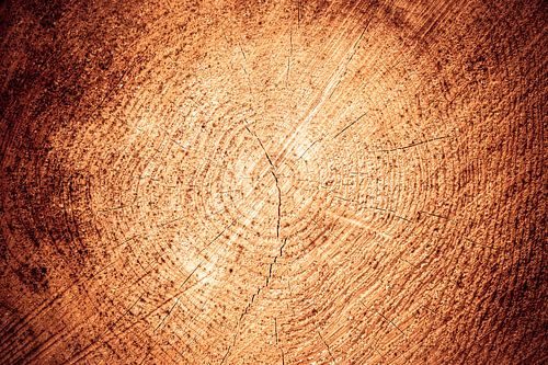 jaarringen, boom dwarsdoorsnede