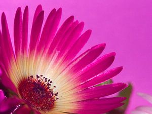 Fleur IX - Blumen - Blumen von Herma Egberts