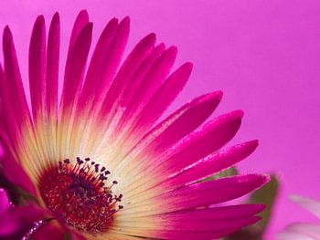 Fleur IX - Blumen - Blumen