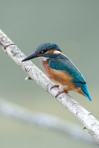 Ijsvogel man (Alcedo Atthis) van Marcel Pietersen