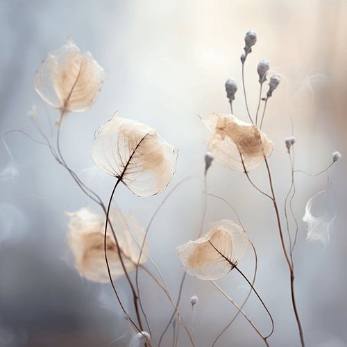 Weathered Beauty of Seeds