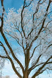 Arbres d'hiver enneigés et givrés avec un beau ciel bleu en arrière-plan sur Sjoerd van der Wal Photographie