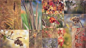 collage " automne "