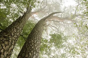 Big Tree